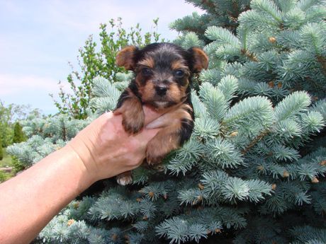 A person is holding a small puppy in front of a pine tree.