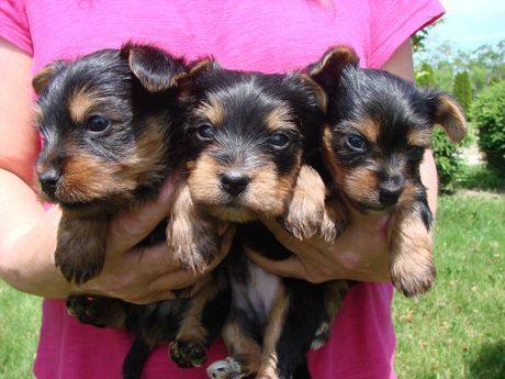 Three puppies are being held by a person in a pink shirt
