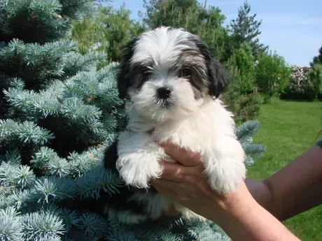 A person is holding a small black and white puppy in front of a pine tree.