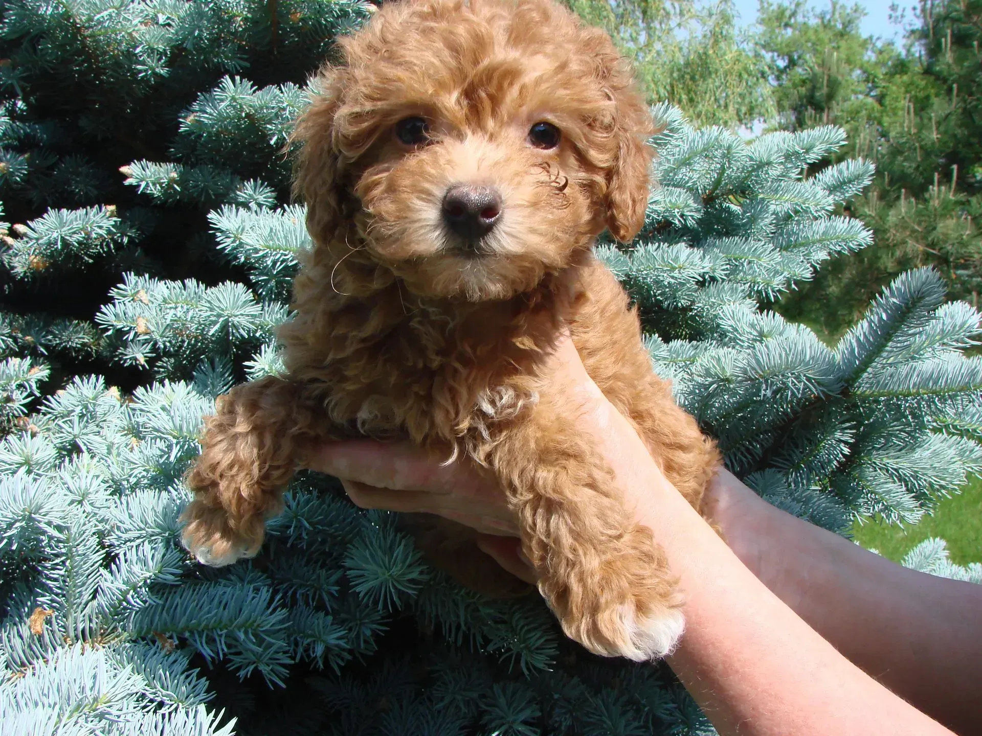 A person is holding a brown puppy in front of a tree