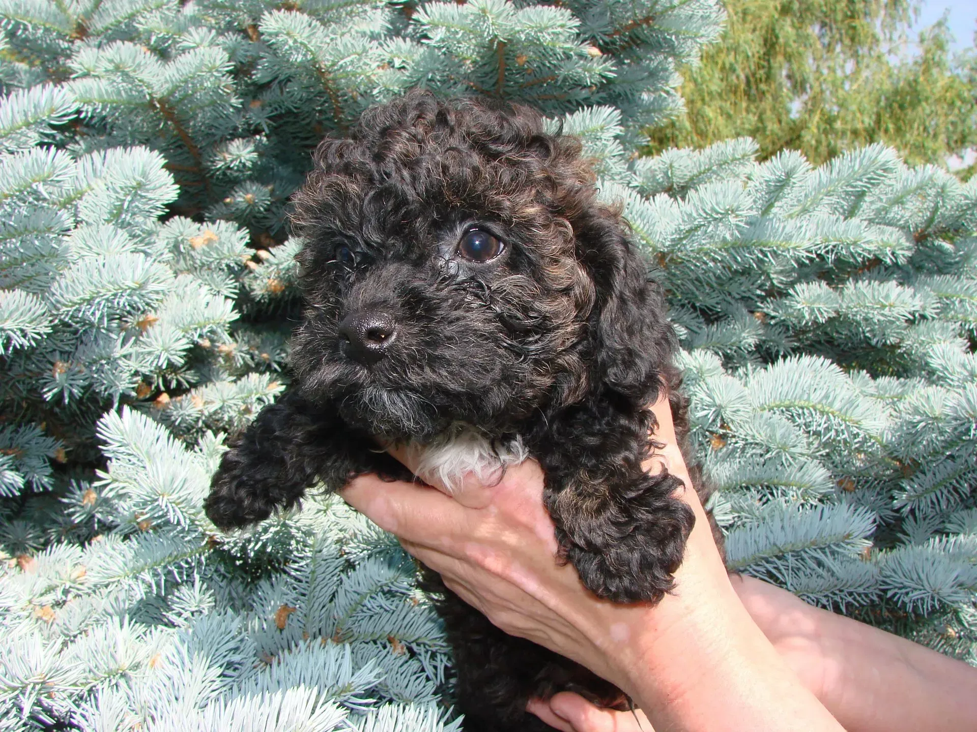A person is holding a small black puppy in front of a pine tree