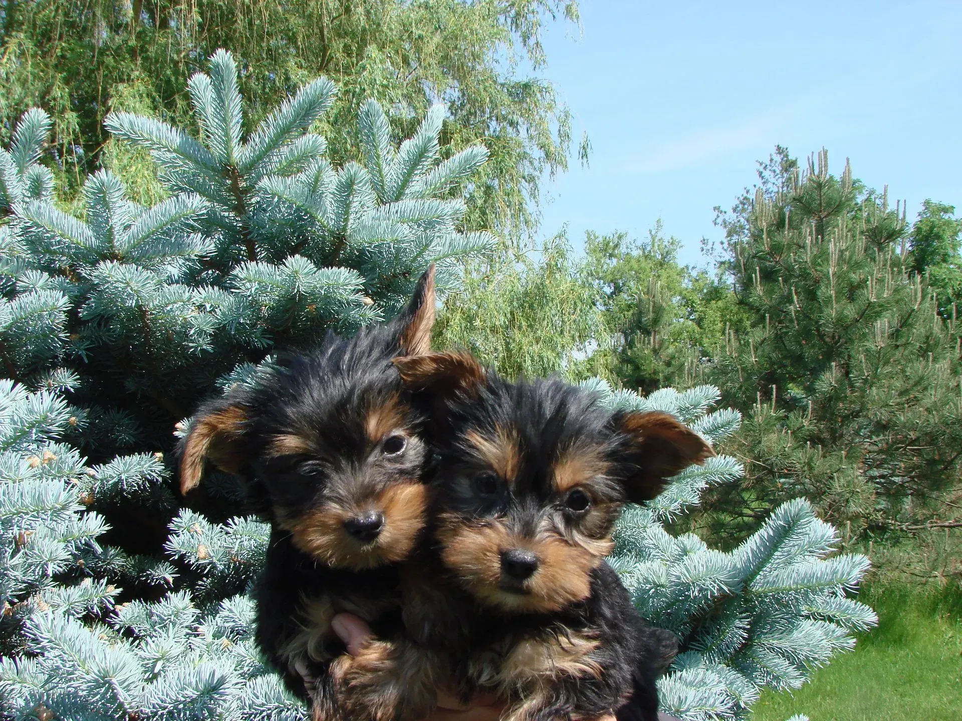 Two puppies are standing next to each other in front of a tree
