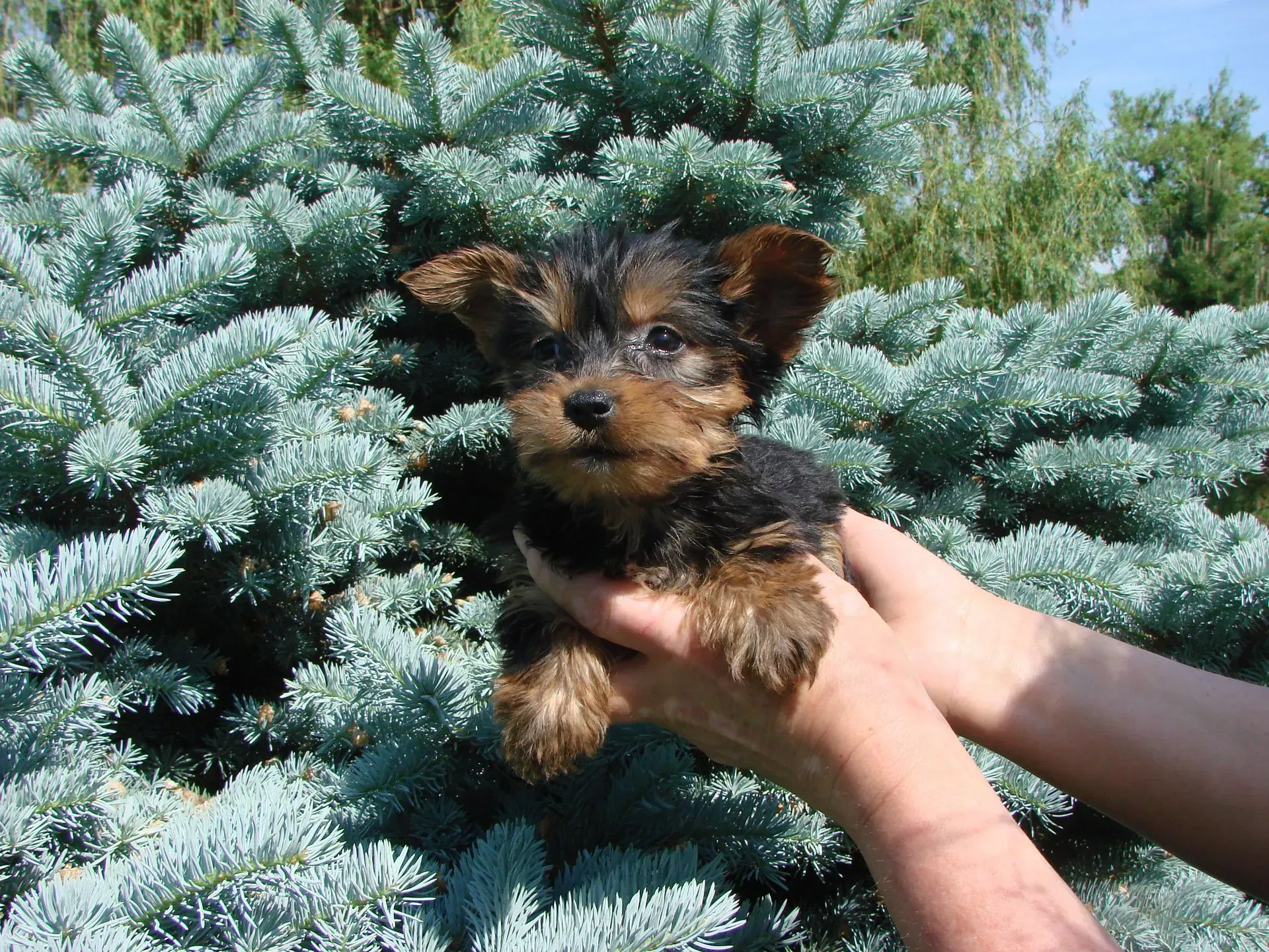 A person is holding a small dog in front of a tree