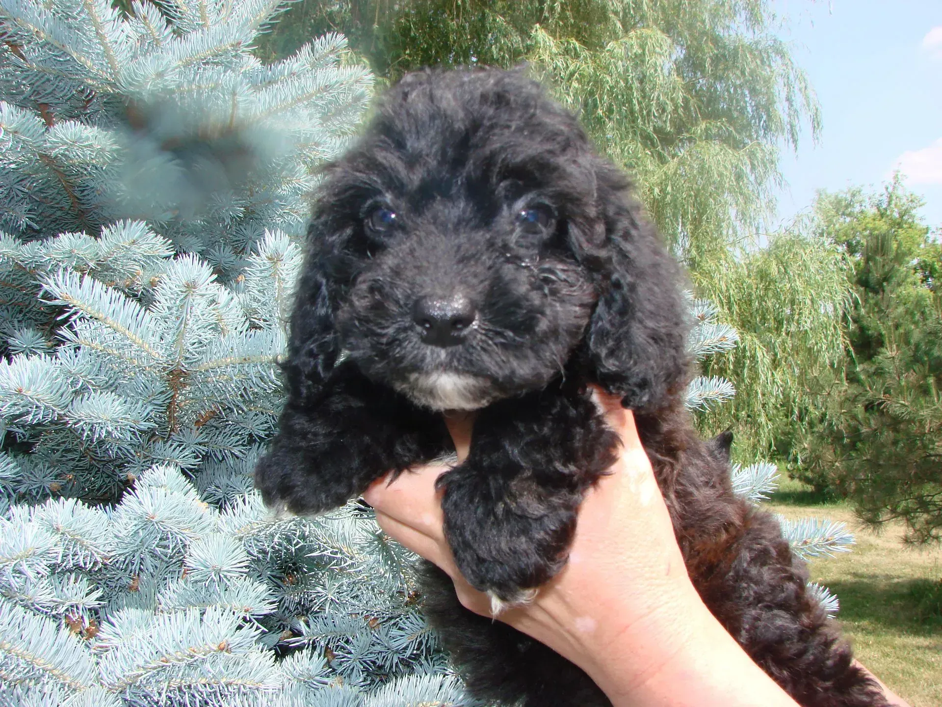 A person is holding a small black puppy in their hand