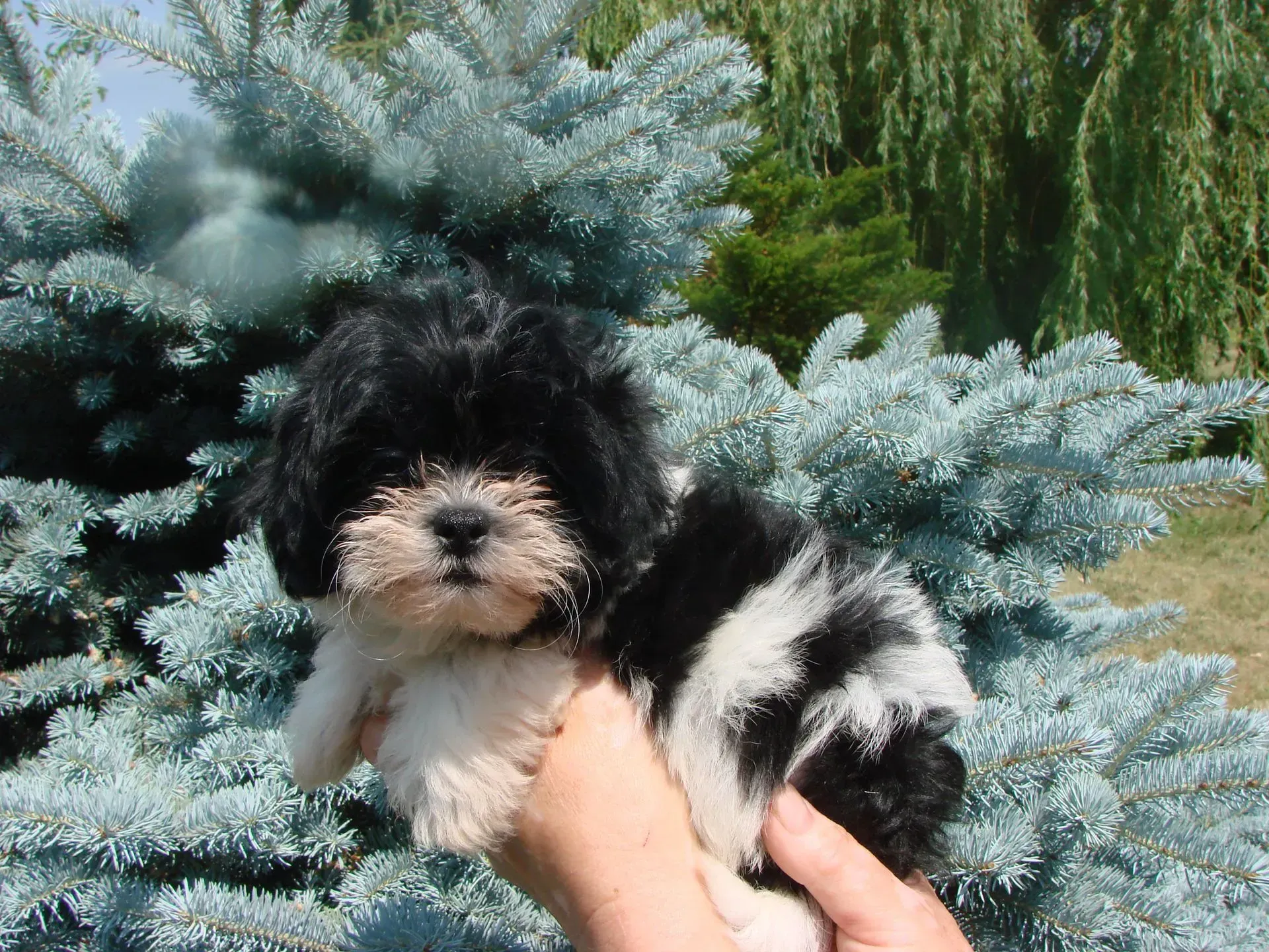 A person is holding a black and white puppy in front of a pine tree.