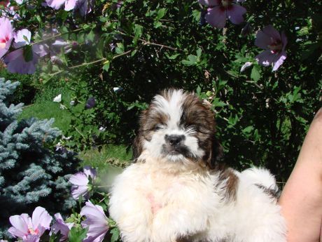 A person is holding a brown and white puppy in front of flowers