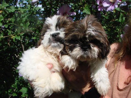 A woman is holding two shih tzu puppies in her arms