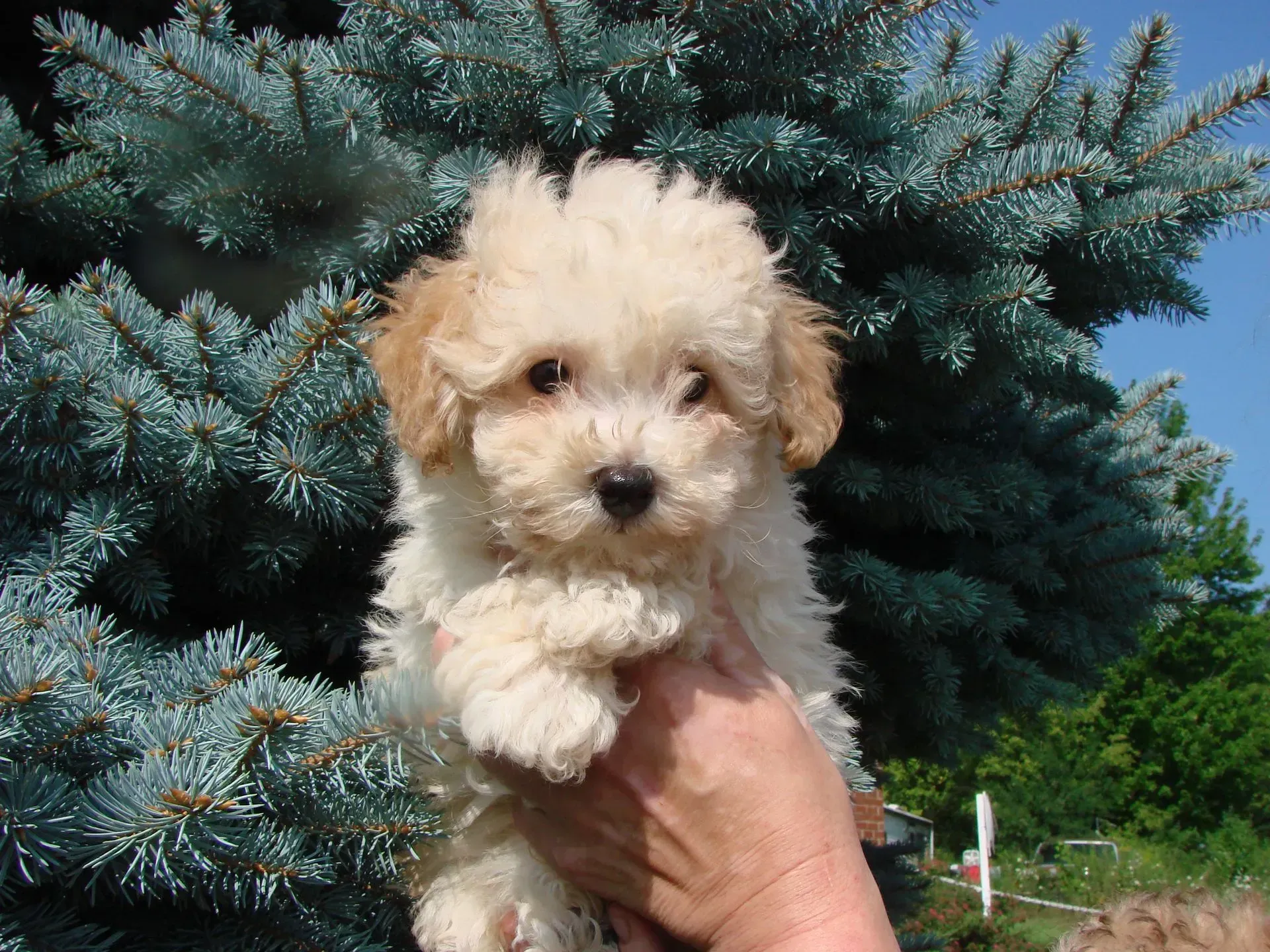 A person is holding a small white puppy in front of a tree