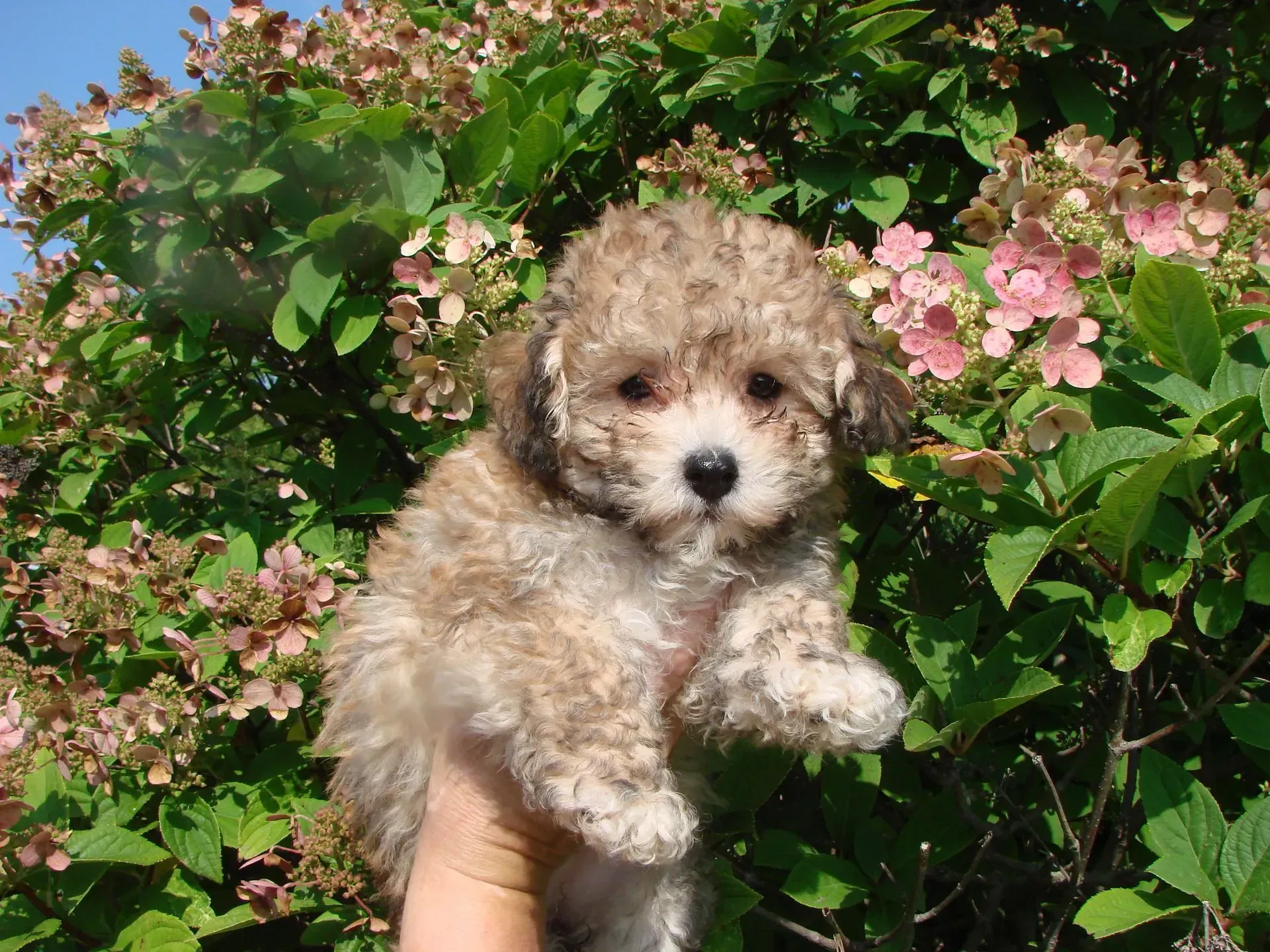 A person is holding a small puppy in front of a bush with pink flowers