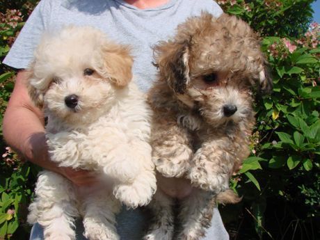 A person is holding two small puppies in their arms.