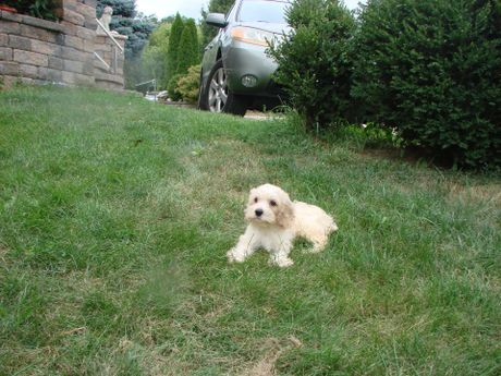 A small white dog is laying in the grass next to a car.