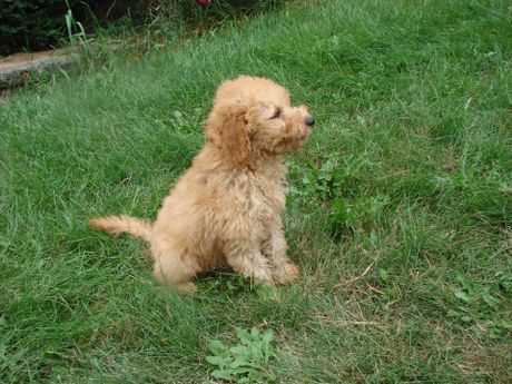 A small brown puppy is sitting in the grass.