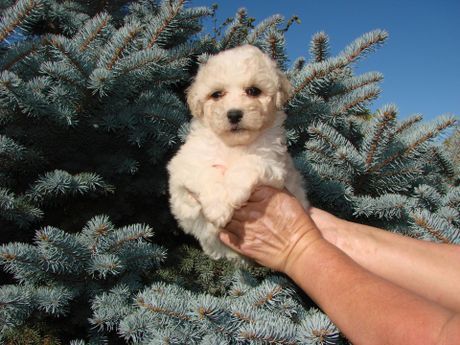 A person is holding a small white puppy in front of a tree