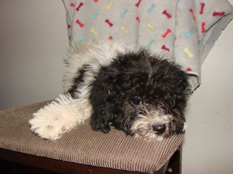 A black and white dog is laying on a chair