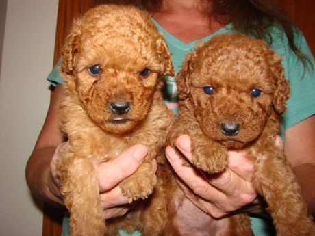 A woman is holding two small brown puppies in her hands.