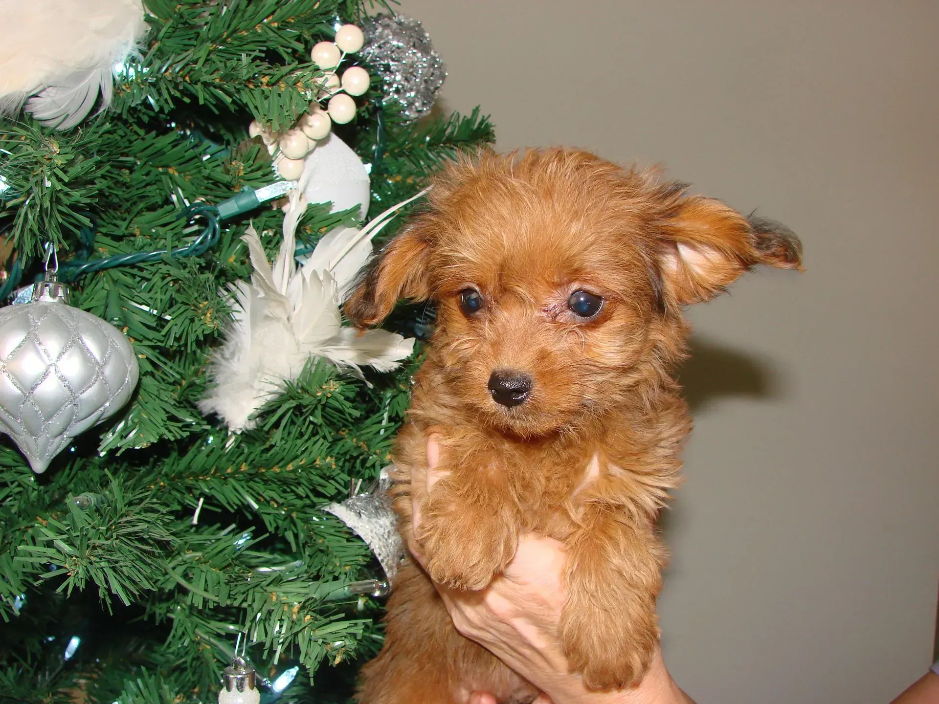 A person is holding a puppy in front of a christmas tree