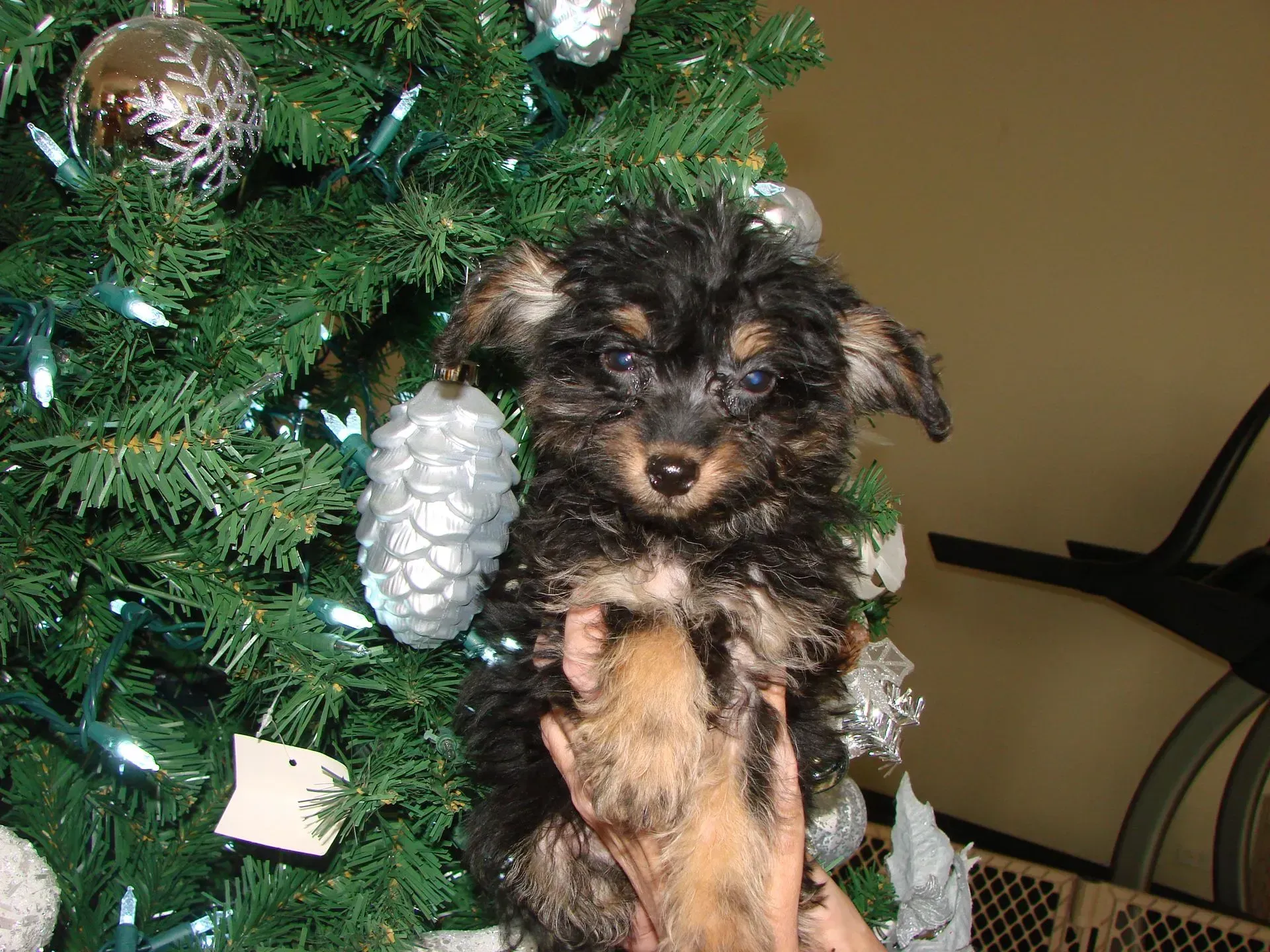 A puppy is being held in front of a christmas tree