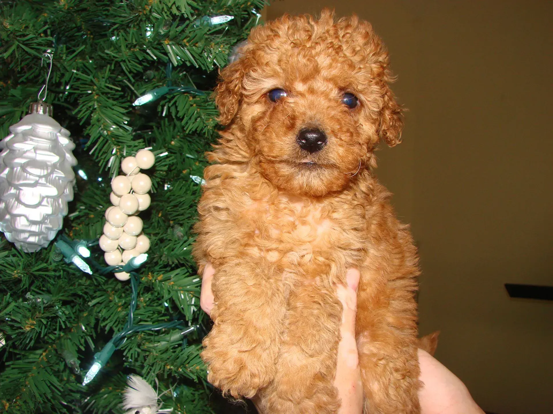 A person is holding a small brown dog in front of a christmas tree.