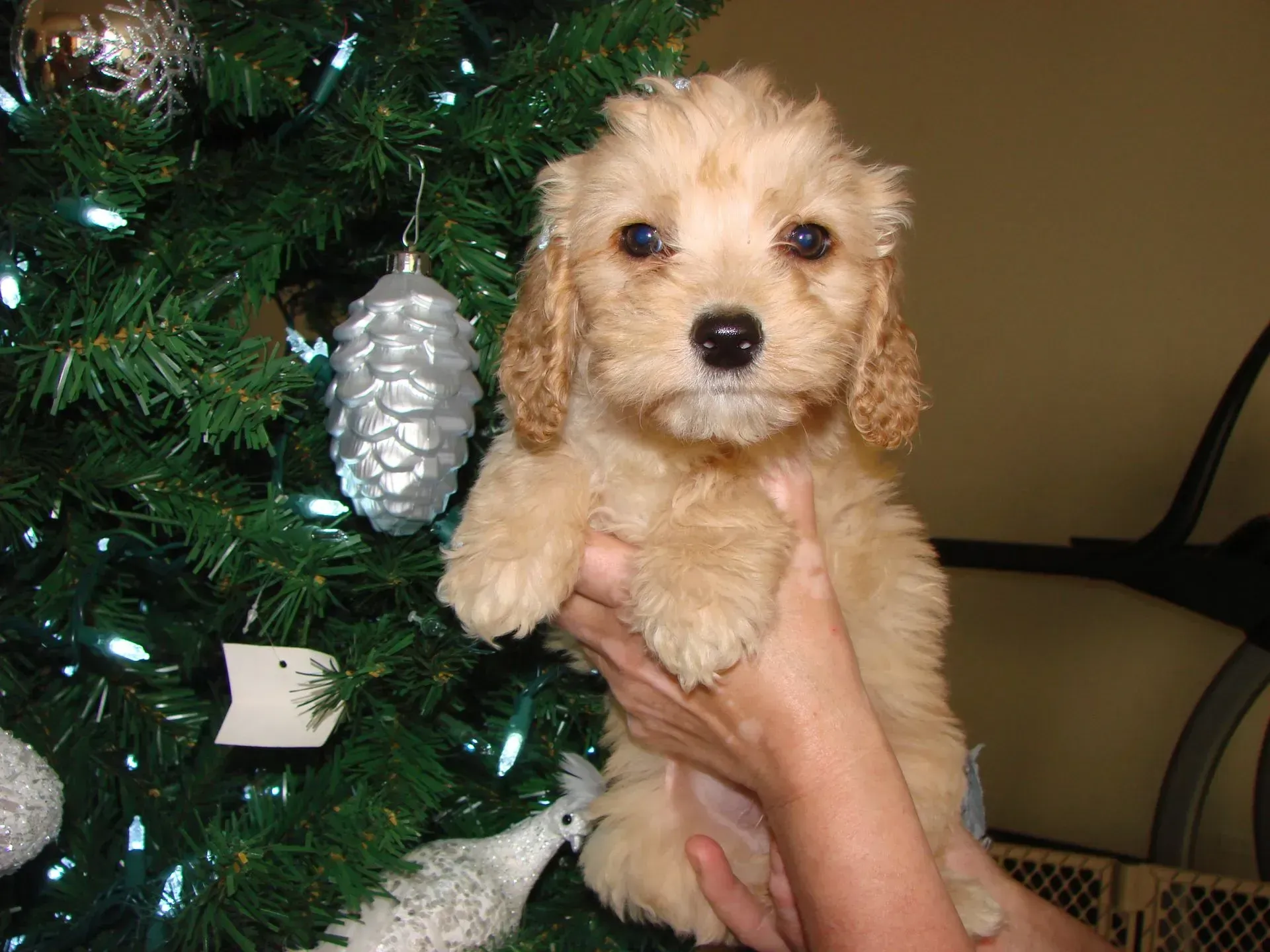 A person is holding a puppy in front of a christmas tree