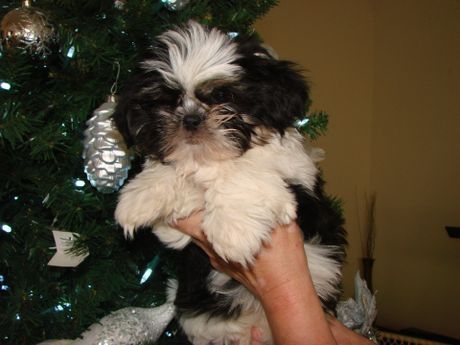 A person is holding a black and white puppy in front of a christmas tree