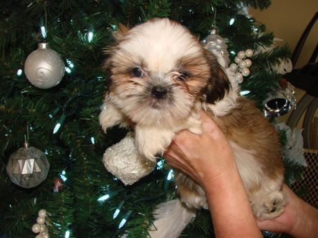 A person is holding a puppy in front of a christmas tree
