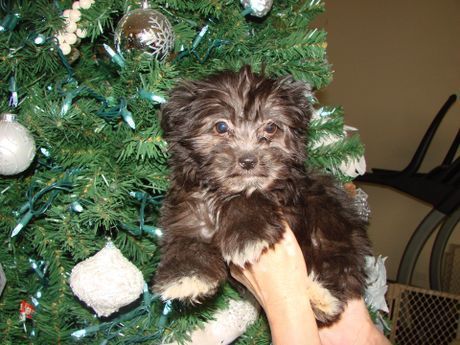 A person is holding a puppy in front of a christmas tree