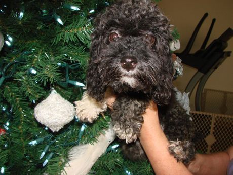 A person is holding a small black dog in front of a christmas tree
