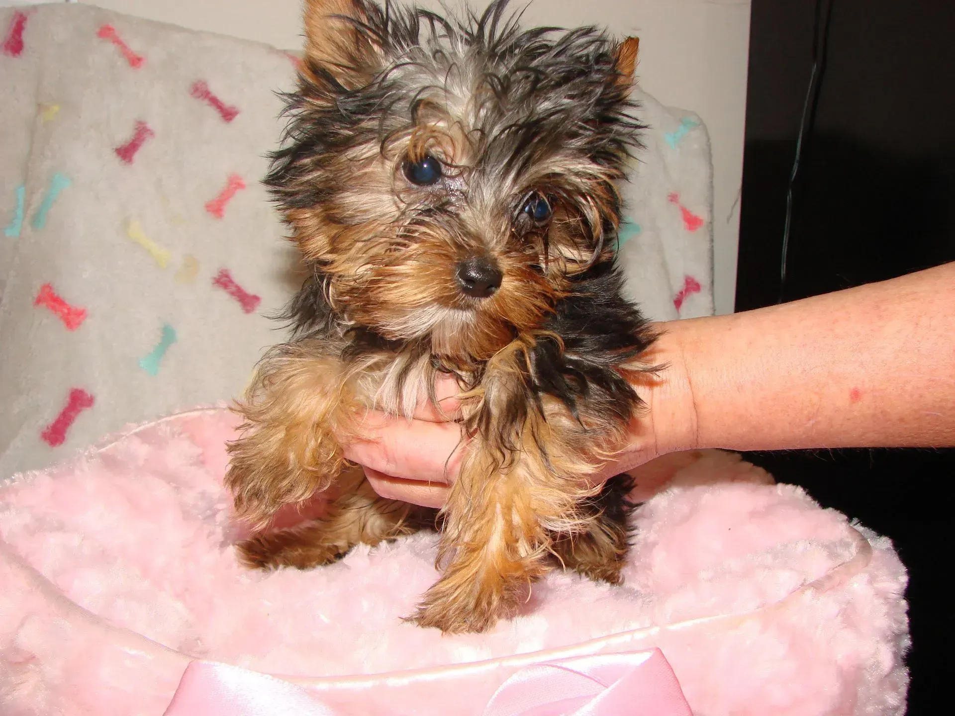 A person is holding a small dog on a pink pillow