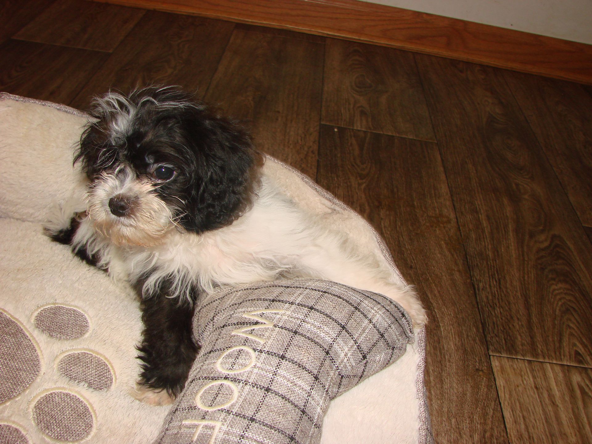 A small black and white dog is laying in a dog bed