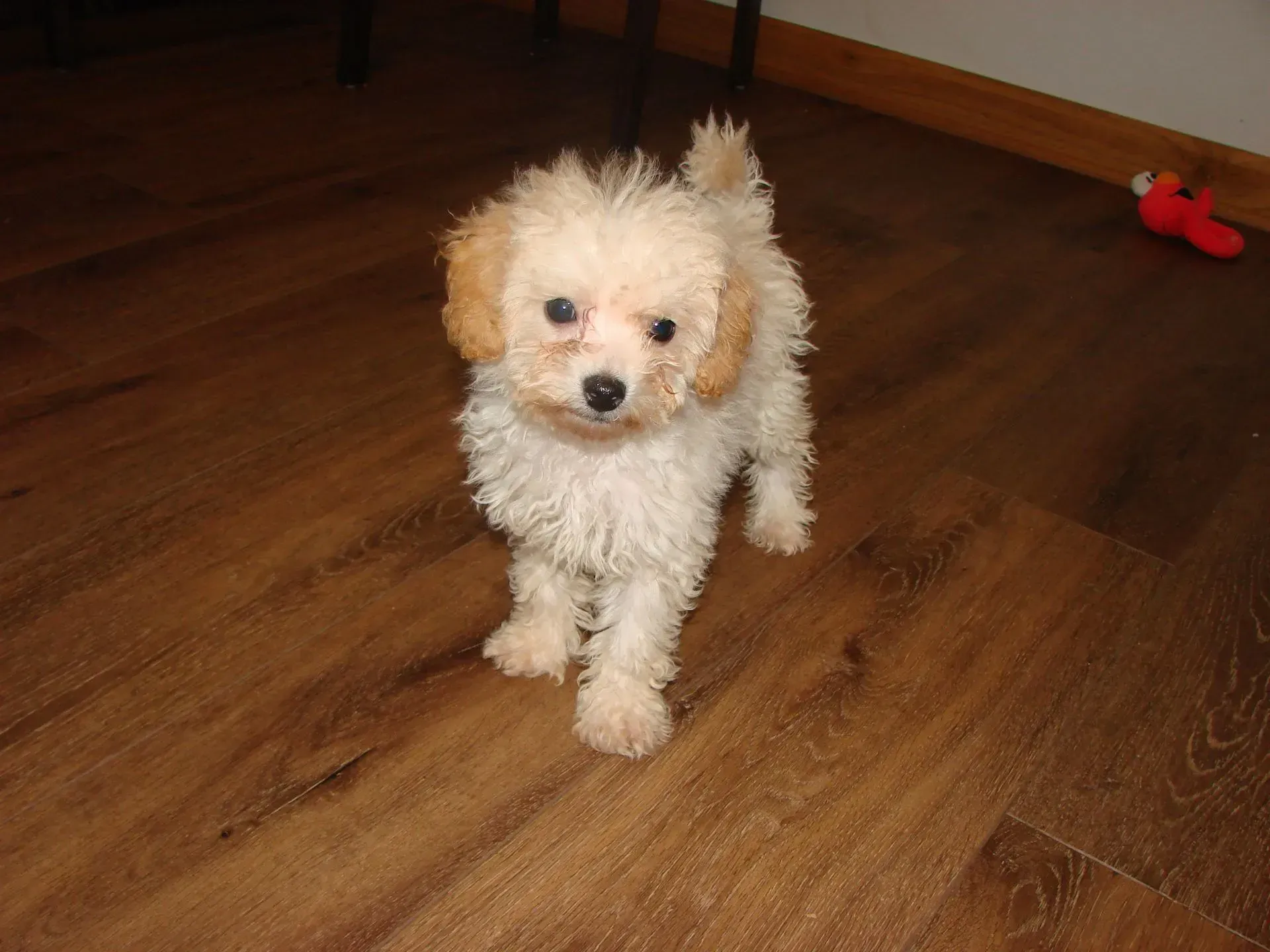 A small white poodle is standing on a wooden floor