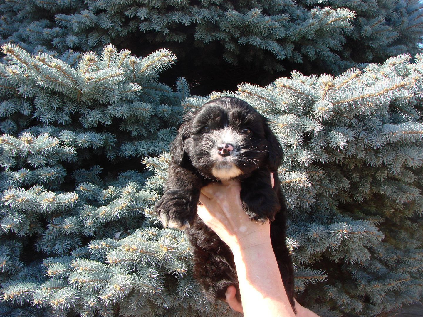 A person is holding a black puppy in front of a tree