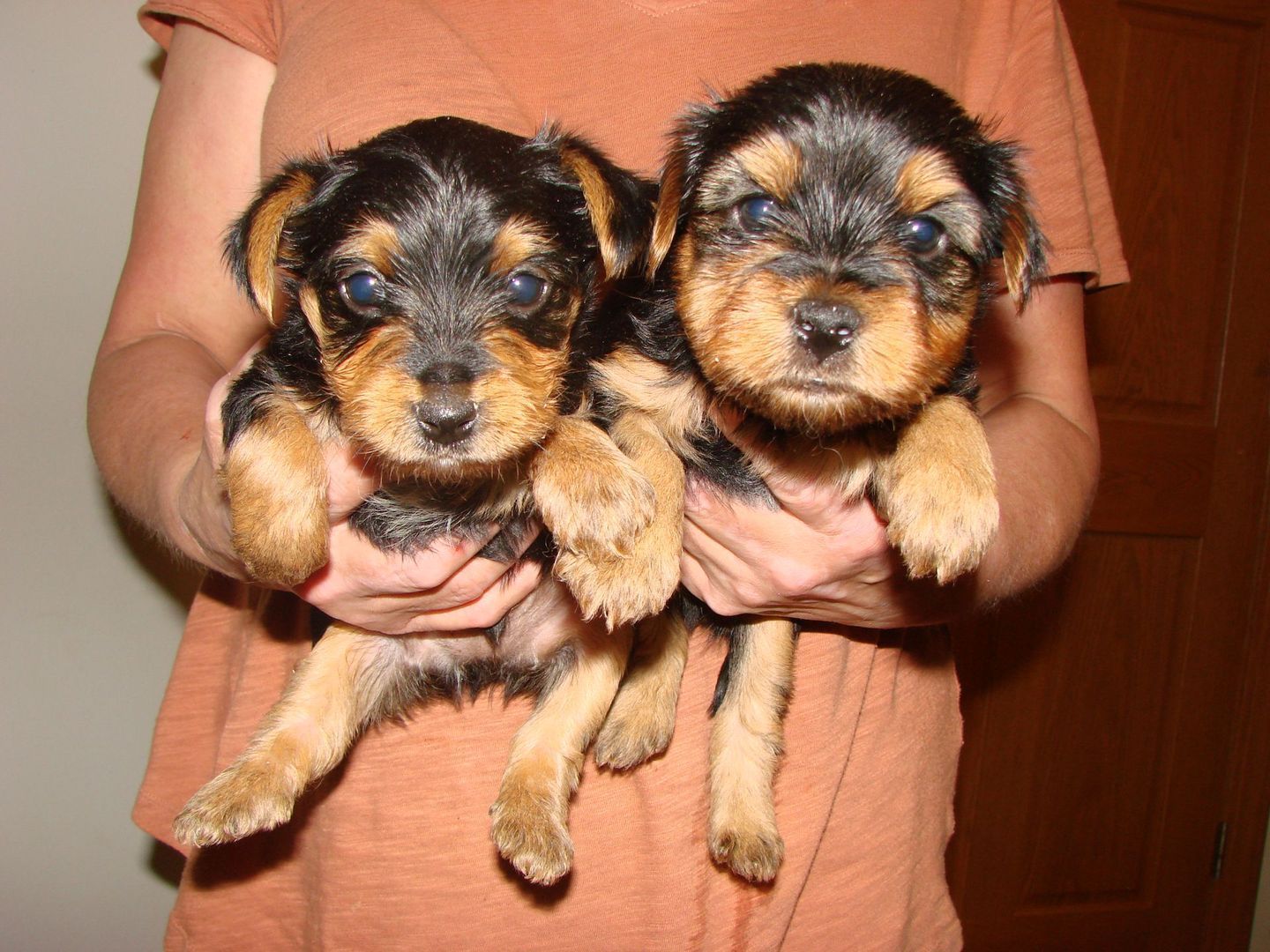 A person is holding two small puppies in their hands