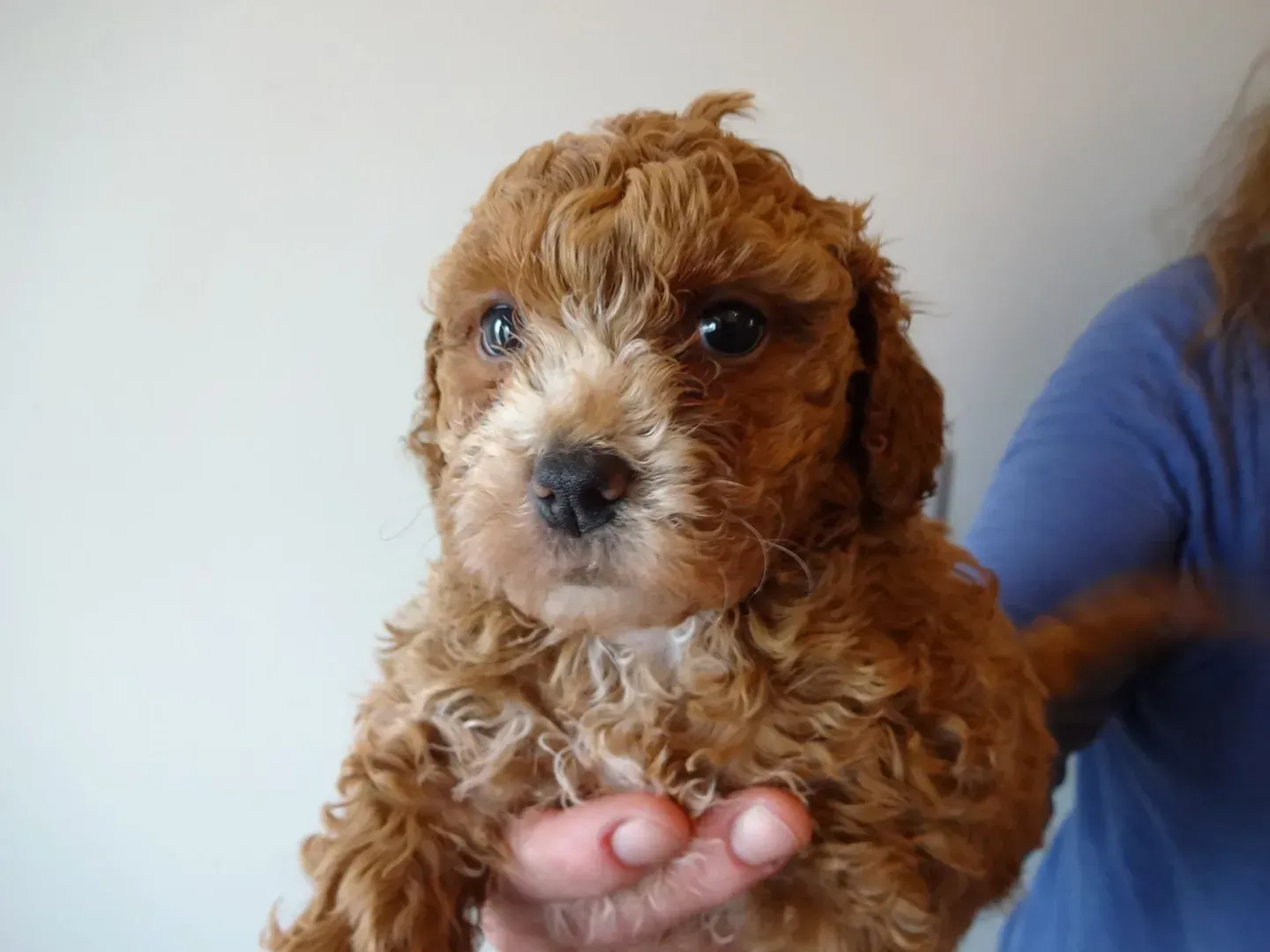 A person is holding a brown and white poodle puppy in their hands.