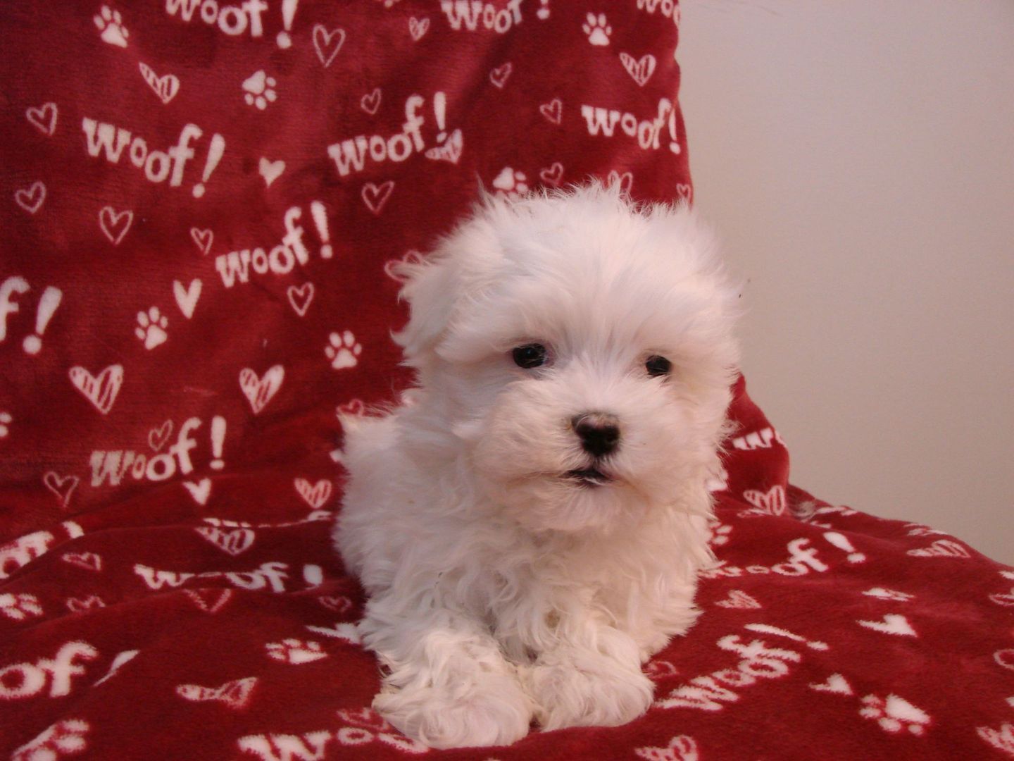 A small white dog is sitting on a red blanket that says woof