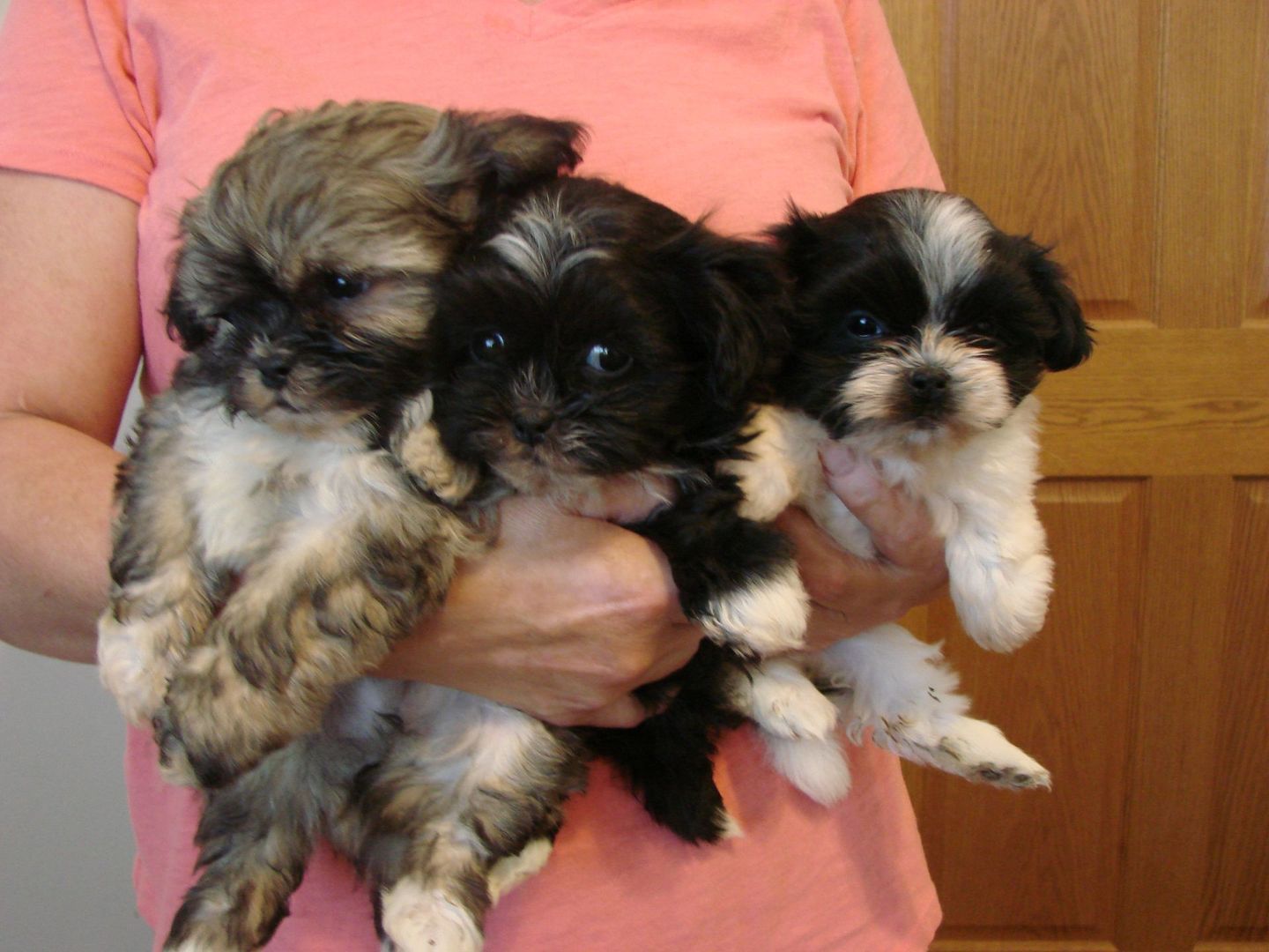 A woman in a pink shirt is holding three small puppies