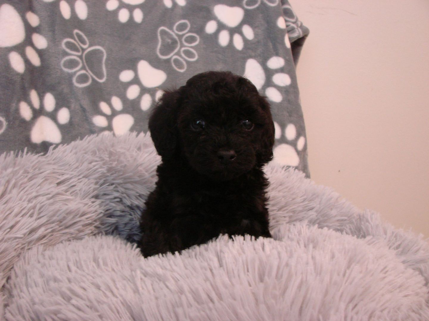 A small black puppy is sitting on a blanket with paw prints on it