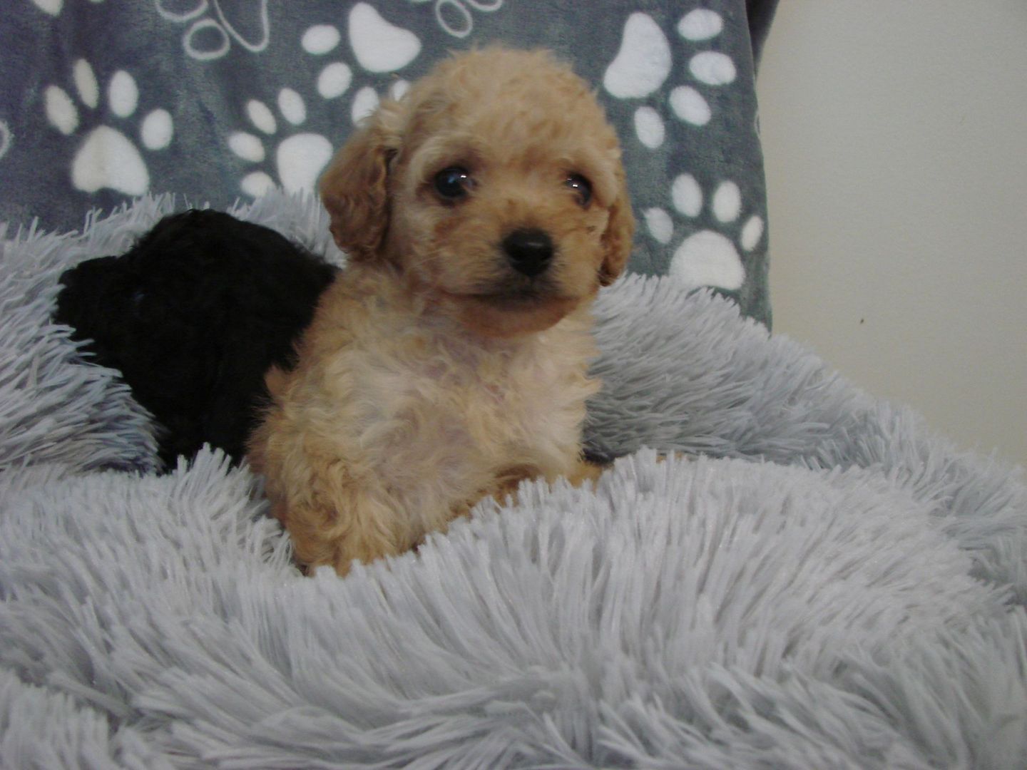 Two small puppies are sitting on a fluffy blanket.