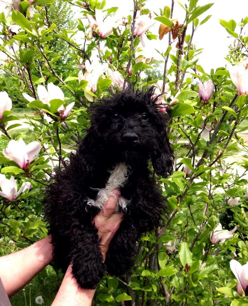 A person is holding a black puppy in front of a tree with white flowers