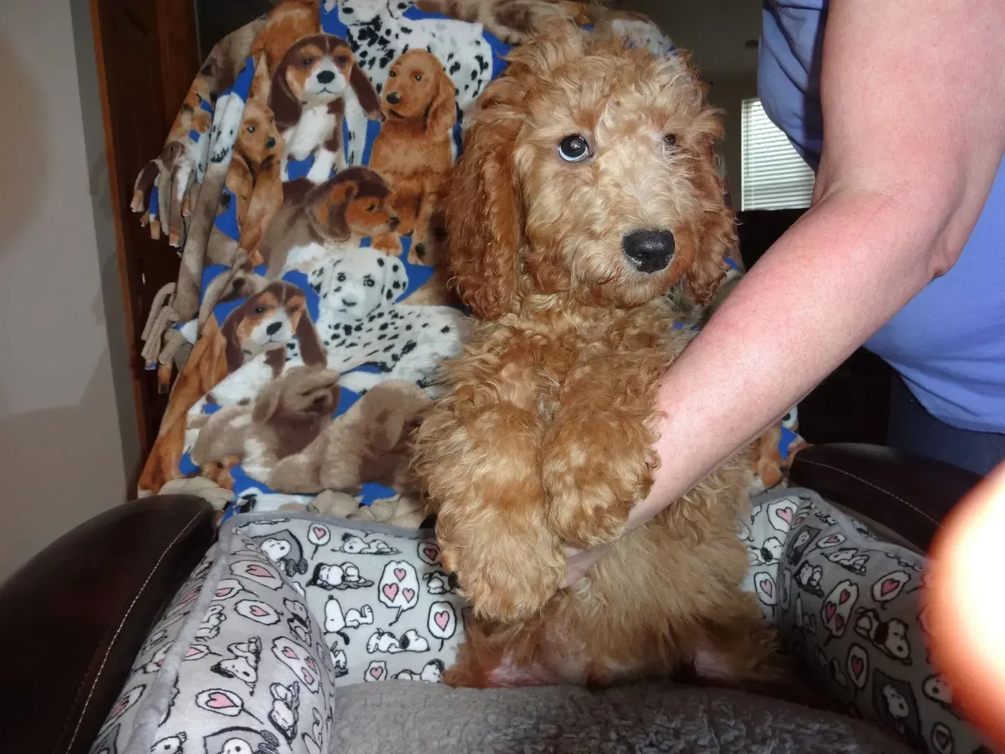 A person is holding a small brown dog in their lap