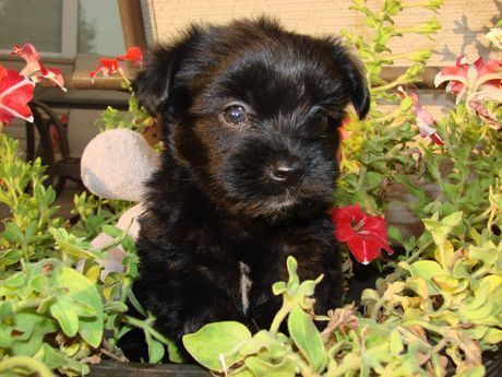 A small black puppy is sitting in a flower pot