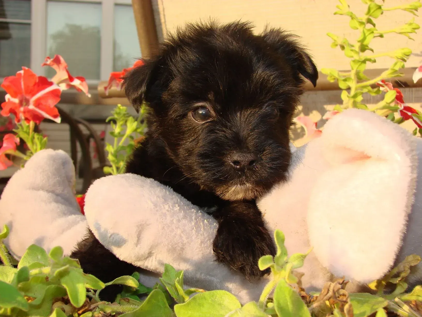 A small black puppy is sitting on a white stuffed animal