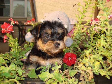 A puppy is sitting in a flower pot next to a stuffed animal