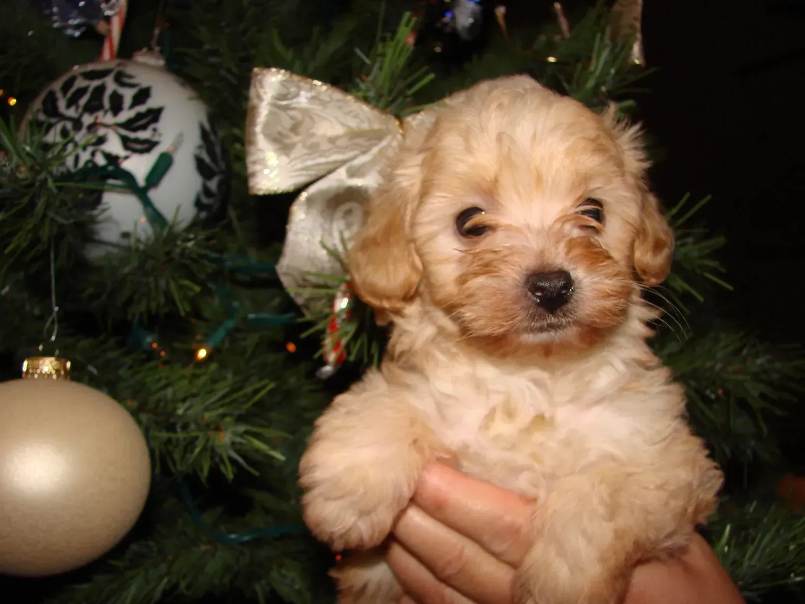 A person is holding a puppy in front of a christmas tree.