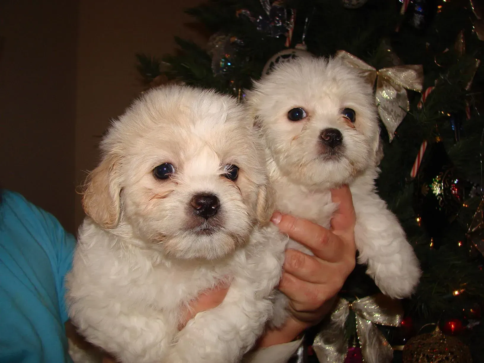 A person is holding two small white puppies in front of a christmas tree.
