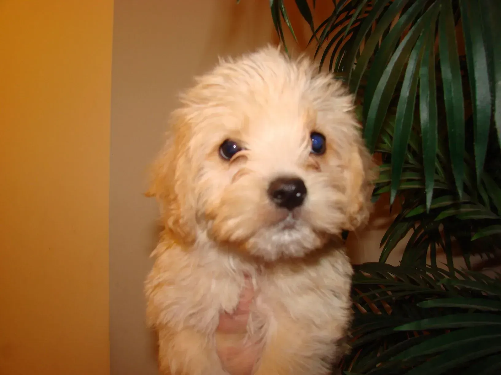 A small white puppy is sitting in front of a palm tree.