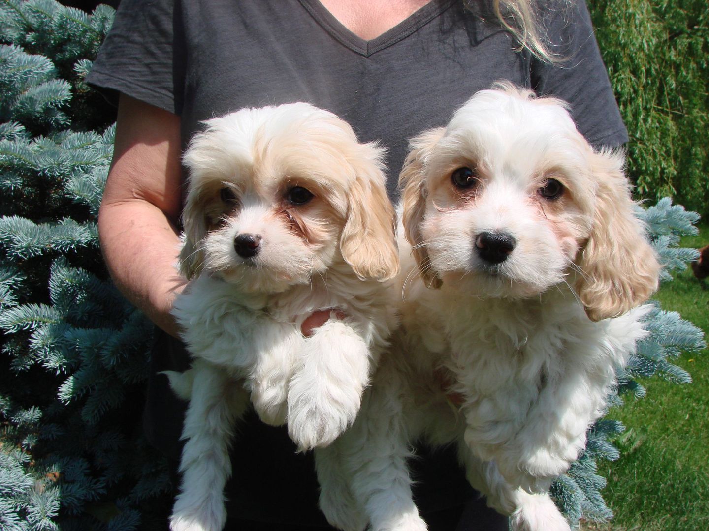A woman is holding two puppies in her hands one white and one brown