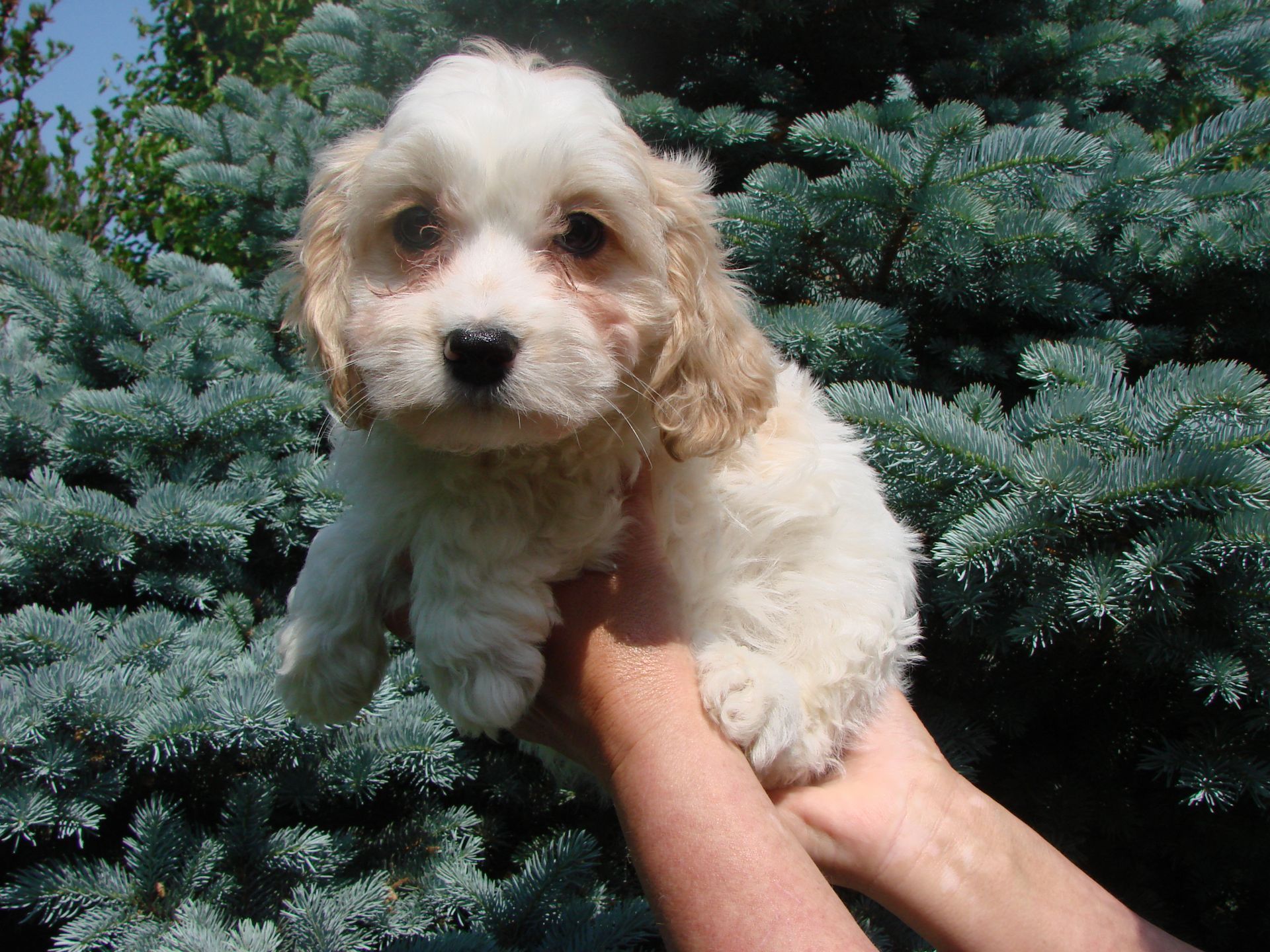 A woman is holding two small white puppies in her hands.