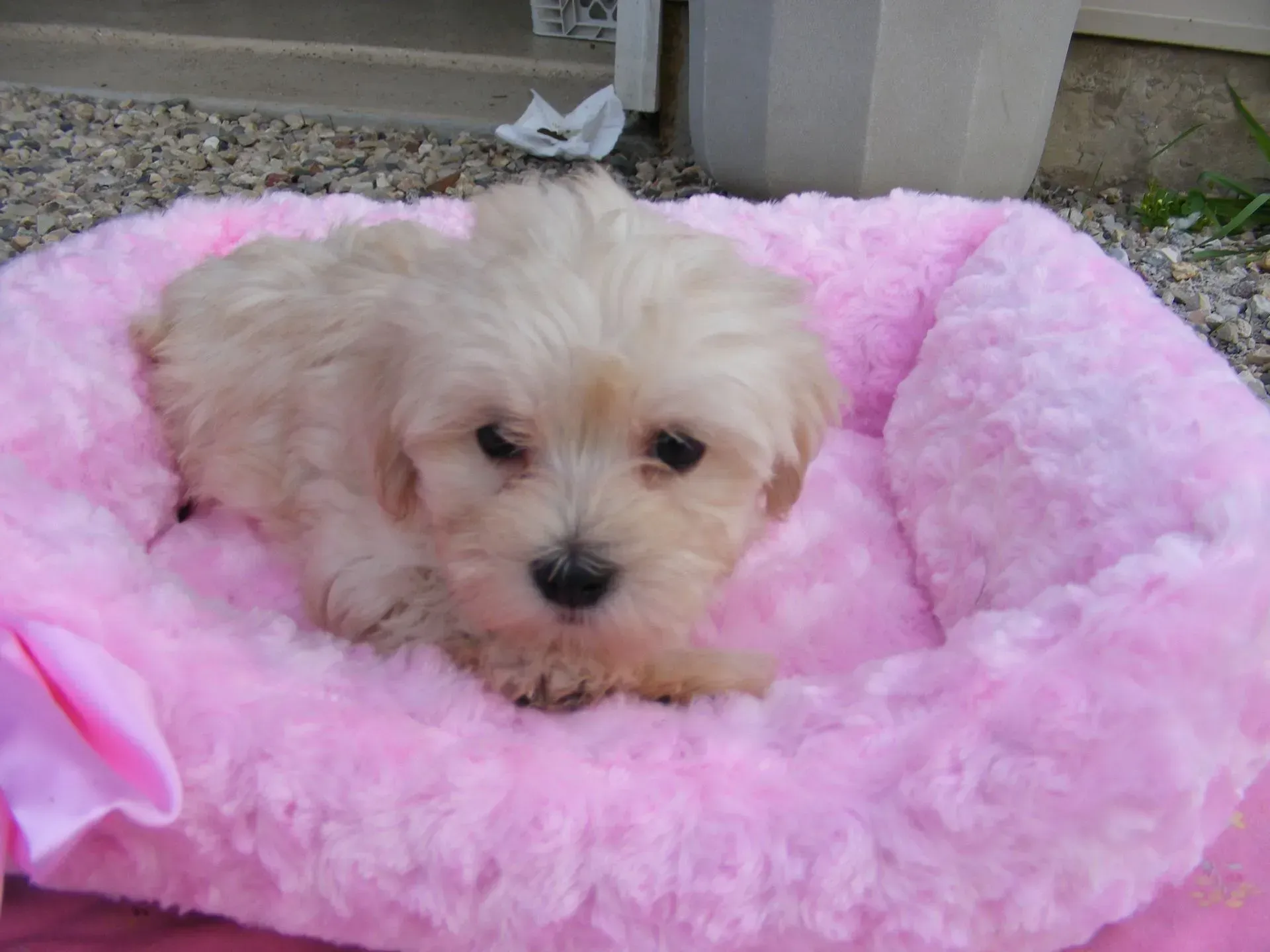 A small white dog is laying in a pink dog bed