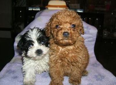 Two small puppies are sitting next to each other on a purple blanket.