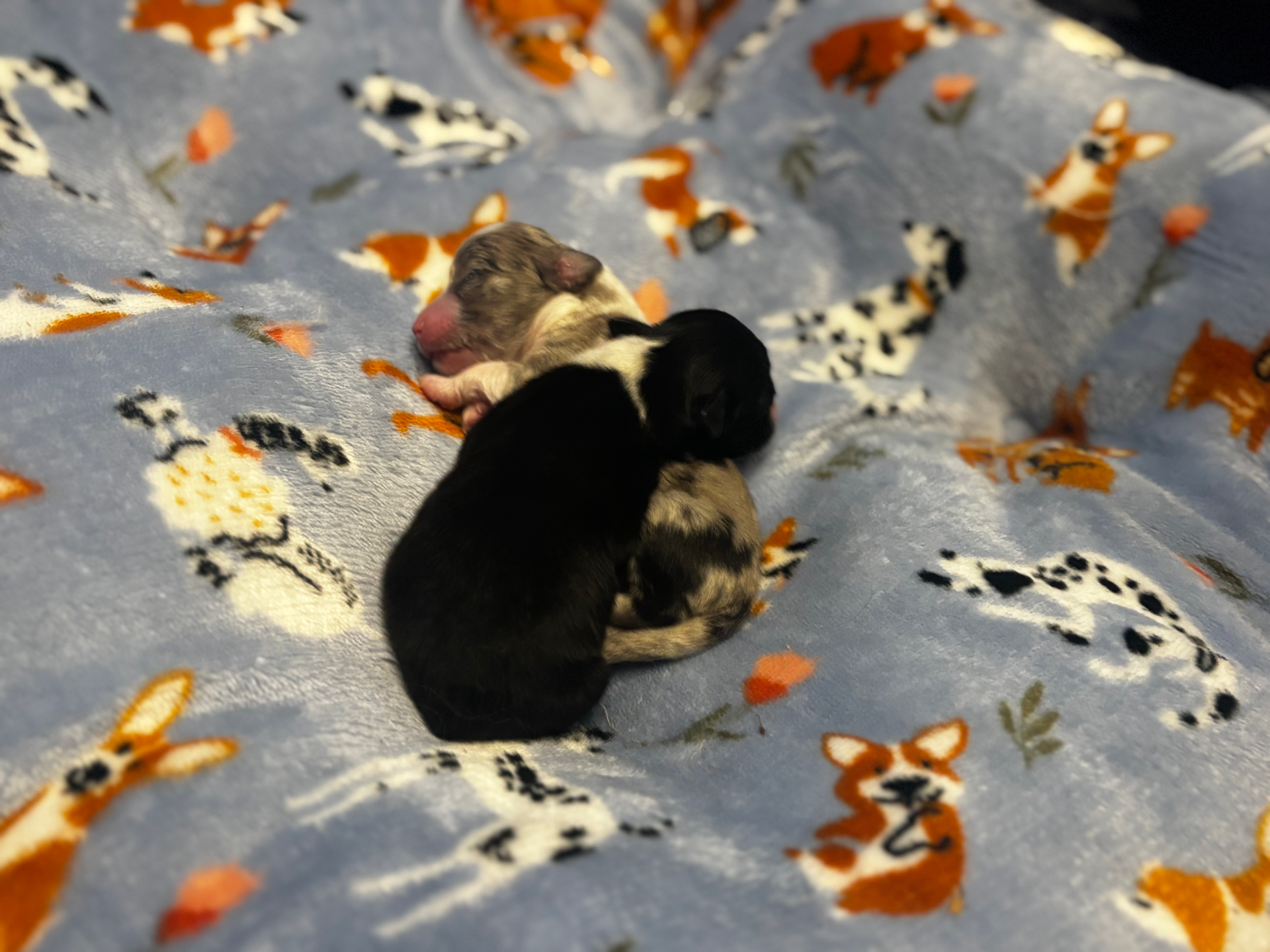 Two newborn puppies, one black and one merle, snuggled together on a patterned blanket featuring small dog illustrations.